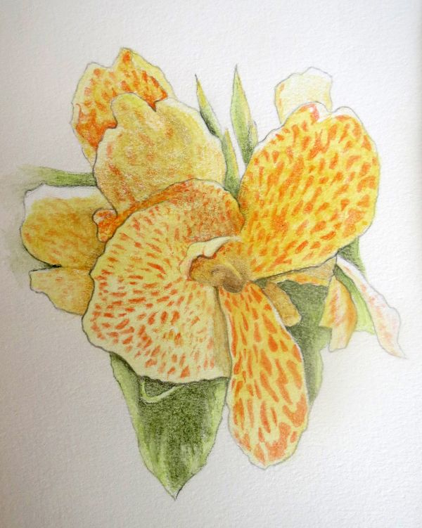 Canna Lily